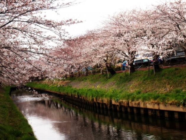 海老川の桜