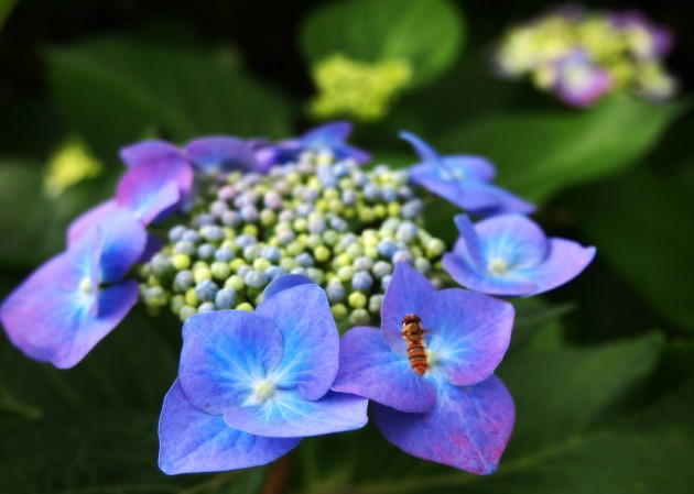 海老川の紫陽花