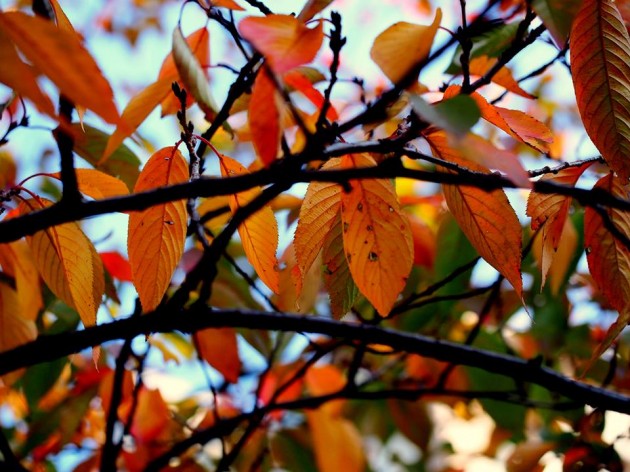 天沼公園の紅葉②