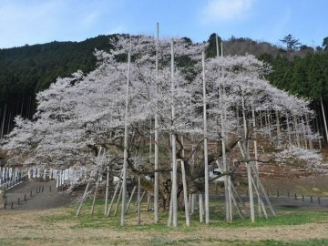 根尾谷